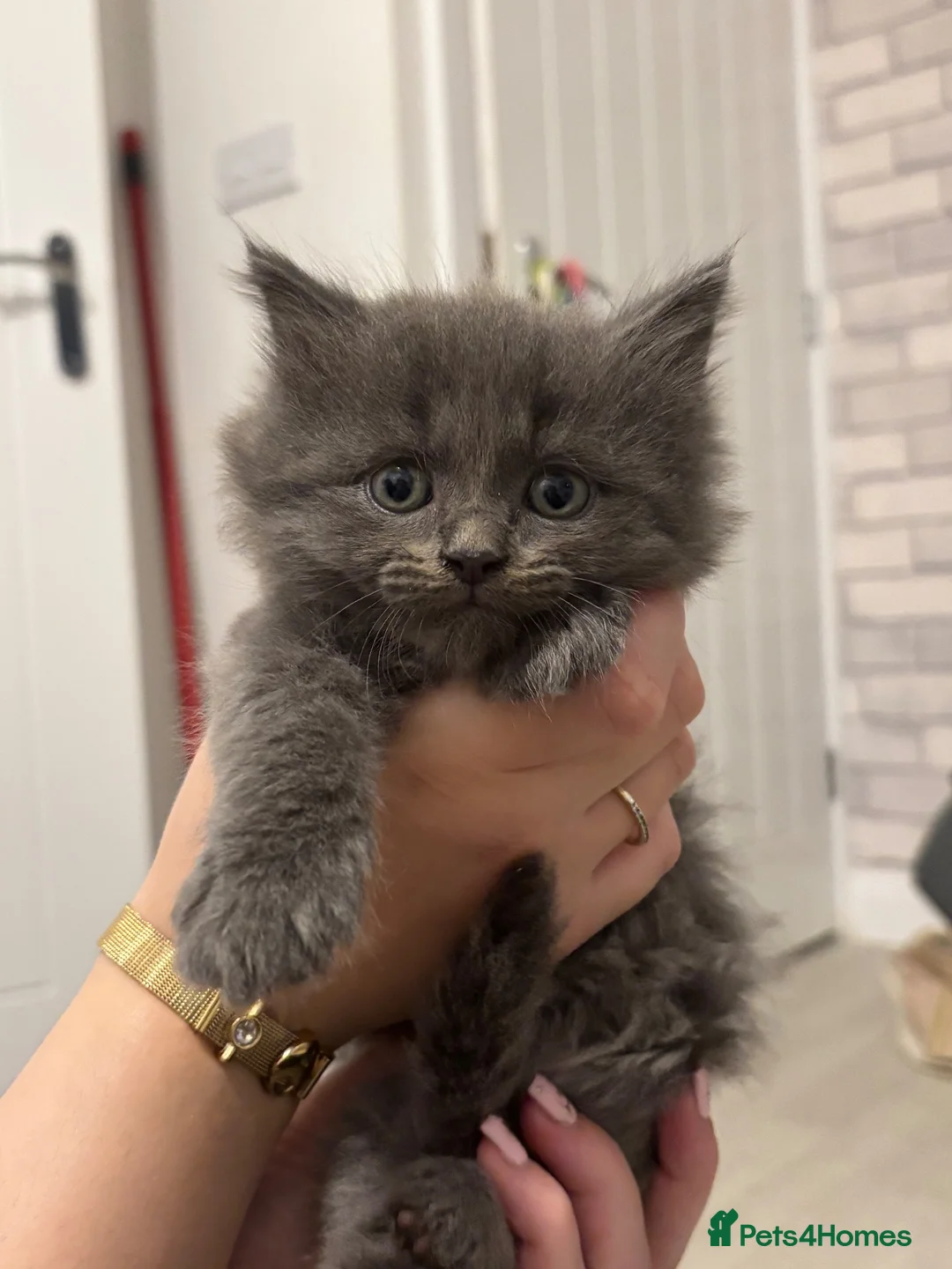 Mixed Breed cats for sale: Mixed breed fluffy kittens  - Advert 2
