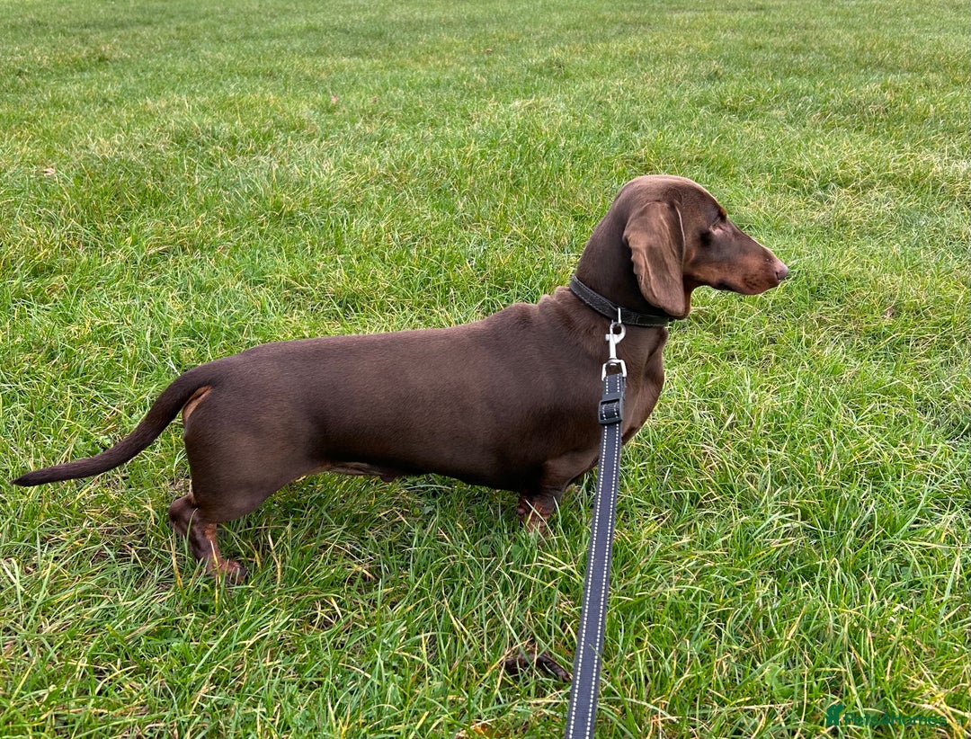 Dachshund dogs for stud: Proven KC chocolate&tan smooth haired dachshund - Advert 7