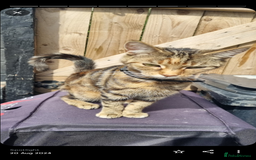 Domestic Shorthair cats for sale: 3 ginger kittens looking for homes  - Image 7