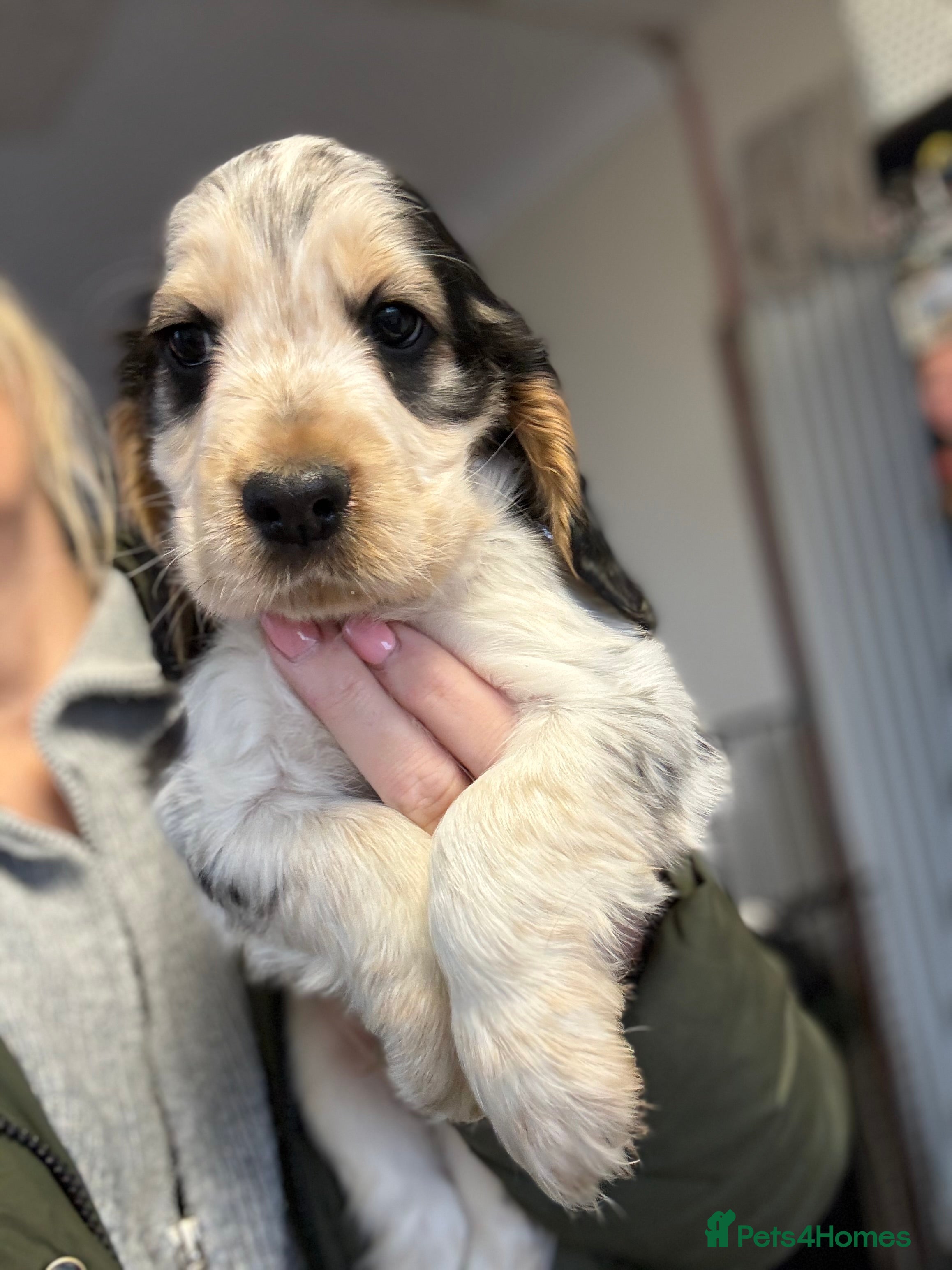 Cocker Spaniel dogs Quality health check kc show type cocker spaniels - Advert 3