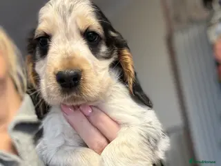 Cocker Spaniel dogs Quality health check kc show type cocker spaniels - Advert 3