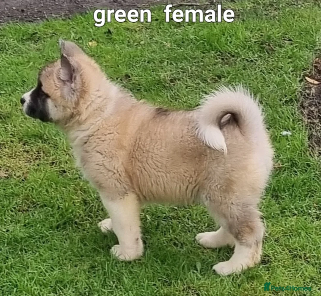 Akita dogs for sale: 9 weeks old Akita pups READY  - Advert 11