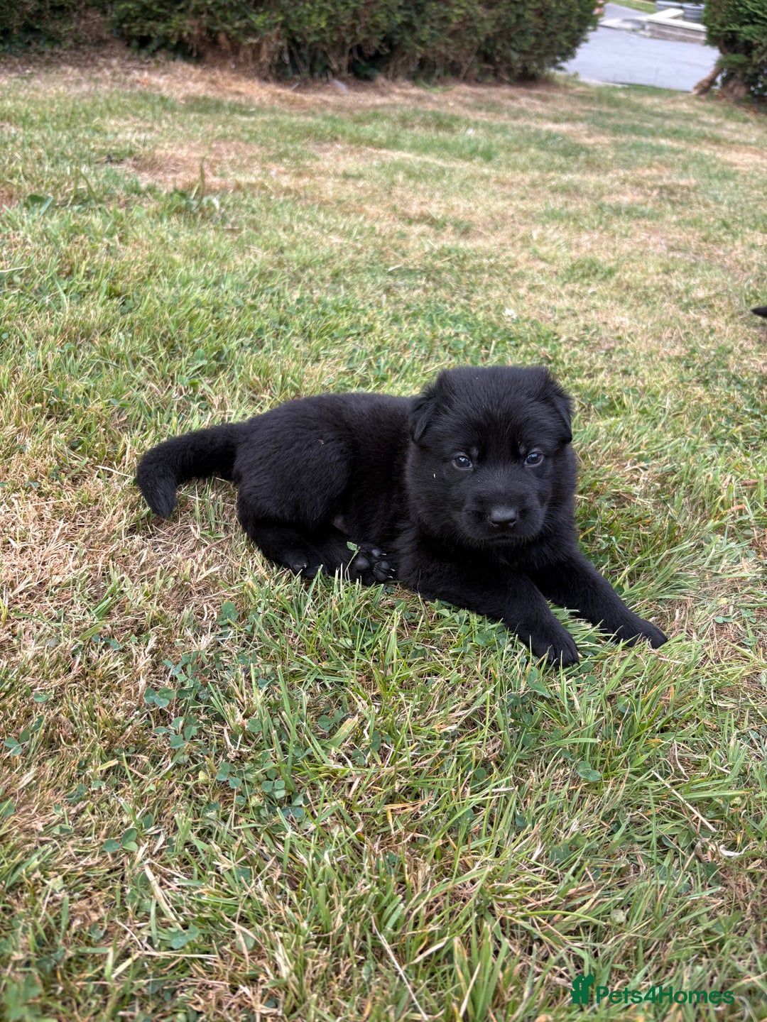German Shepherd dogs for sale: Vonlisand M-litter - Image 1