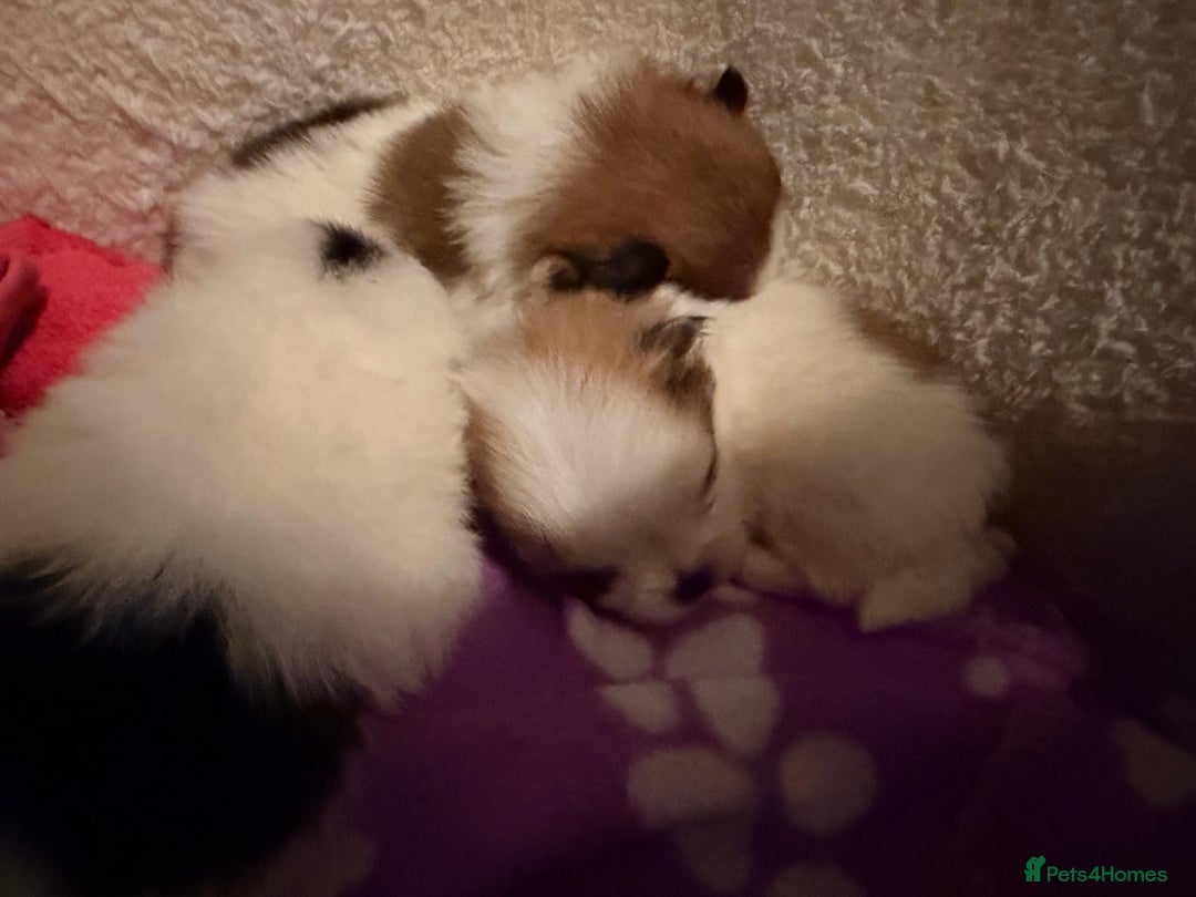 Pomeranian dogs for sale: XS Pomeranians  - Image 2