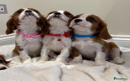 Cavalier King Charles Spaniel dogs for sale: Extensively health tested parent cavalier puppy’s  - Image 12