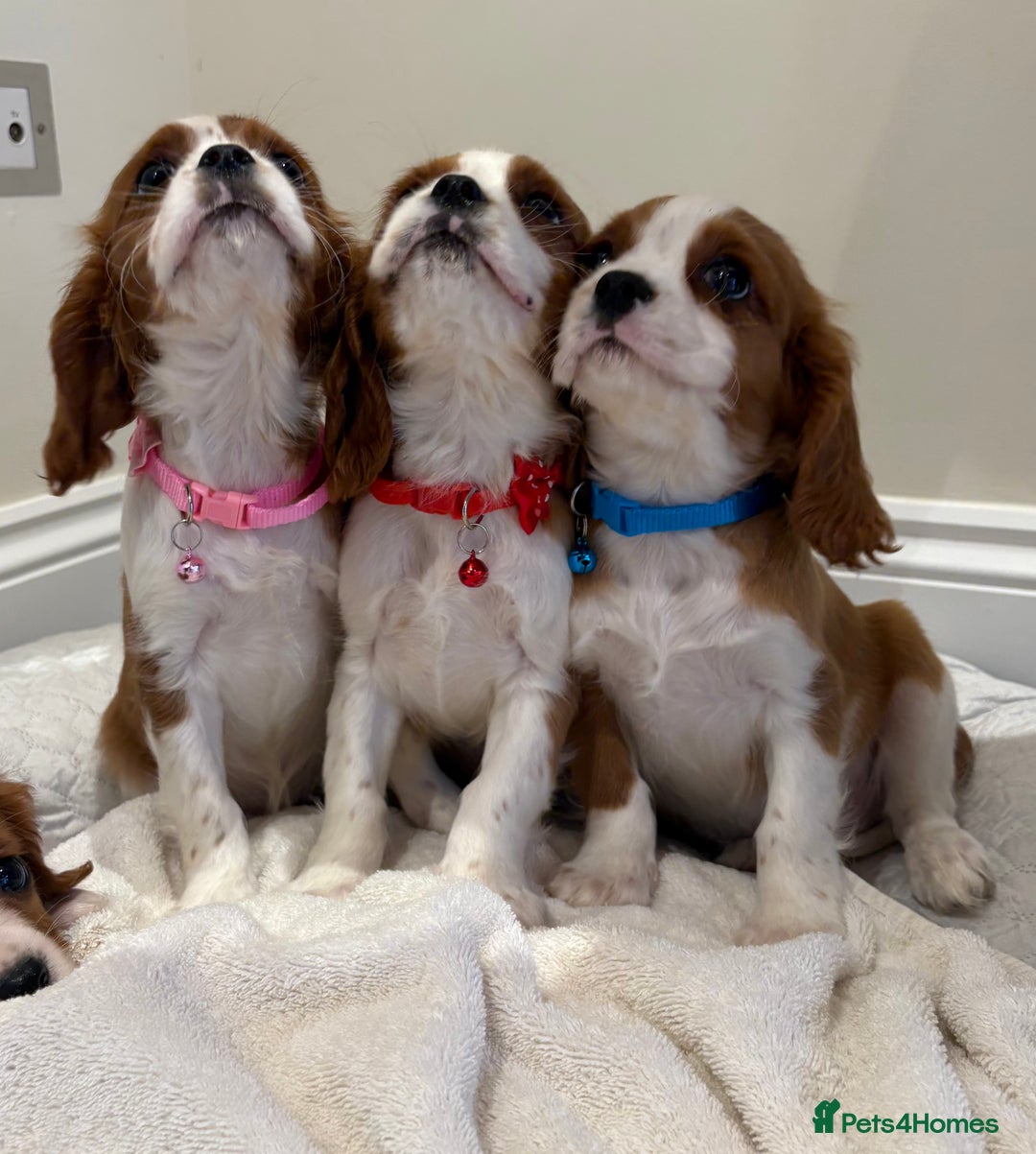 Cavalier King Charles Spaniel dogs for sale: Extensively health tested parent cavalier puppy’s  - Image 12