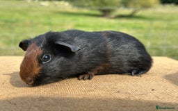 Guinea Pig rodents for sale: Tortoiseshell Boar  - Image 3