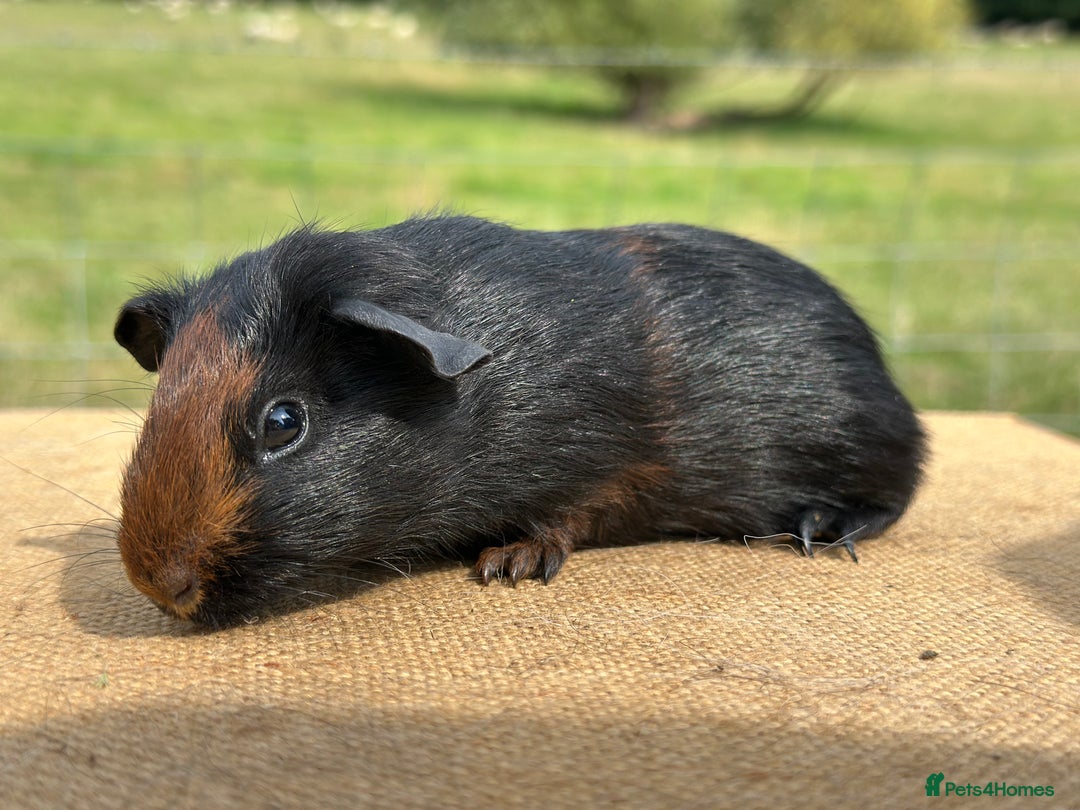 Guinea Pig rodents for sale: Tortoiseshell Boar  - Image 3