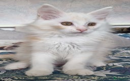 Maine Coon cats for sale: Beautiful boy re available  - Image 1