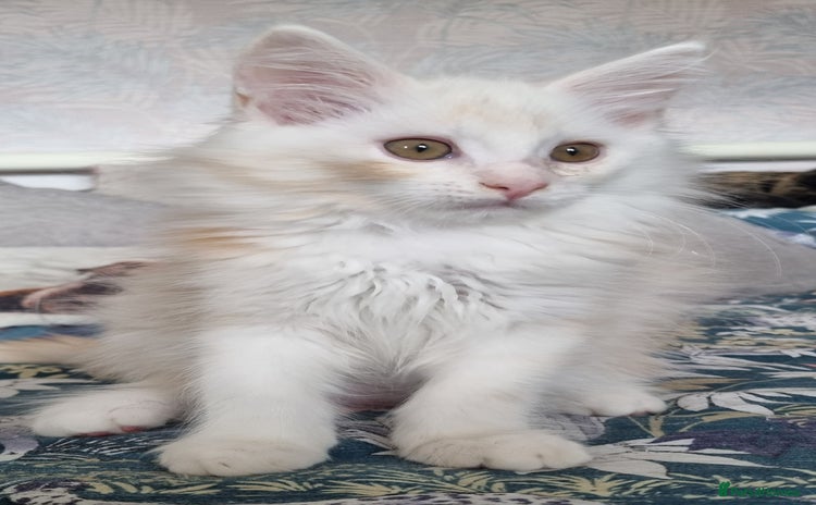 Maine Coon cats - Advert 1
