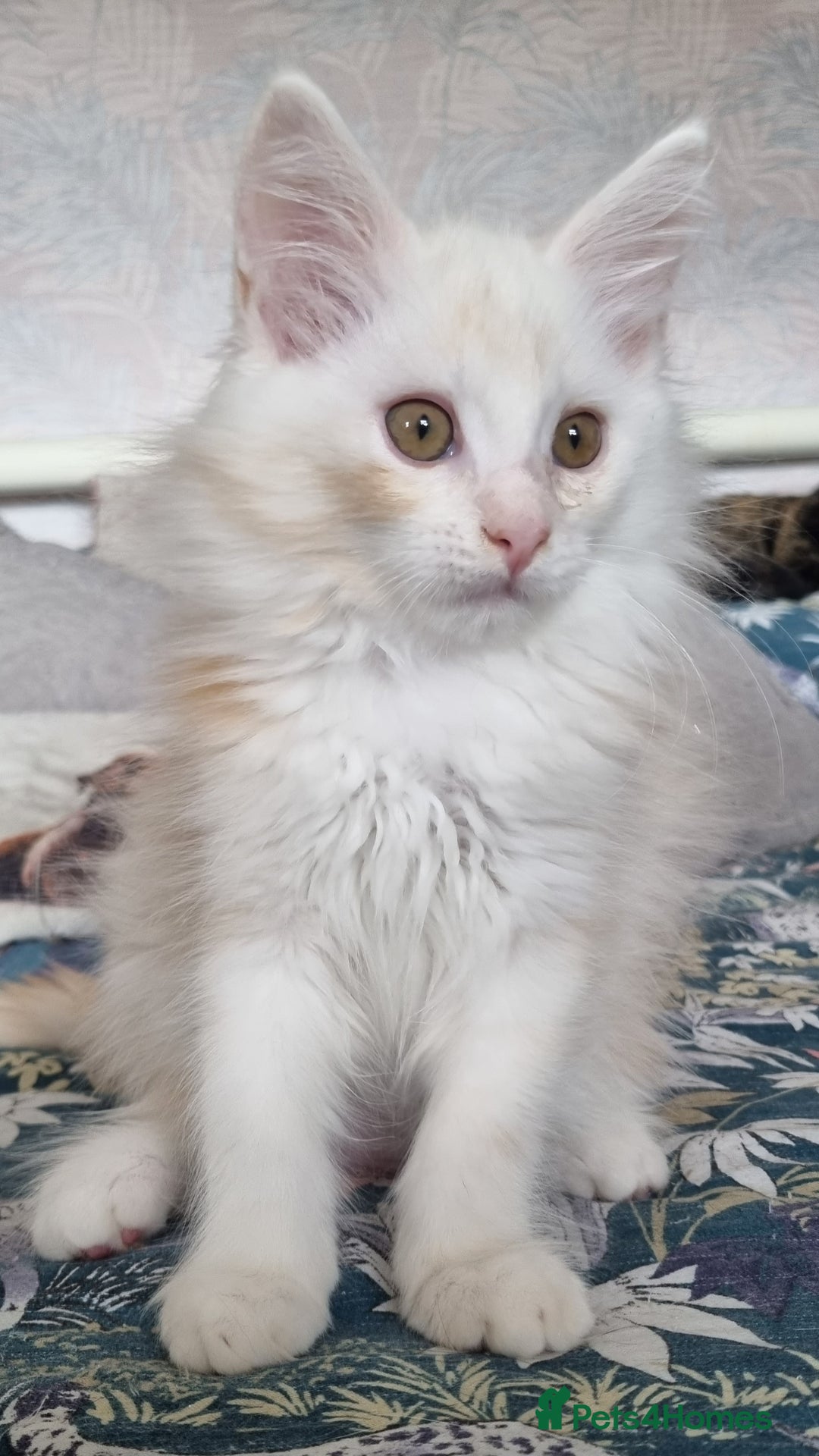Maine Coon cats for sale: Beautiful boy re available  - Image 1