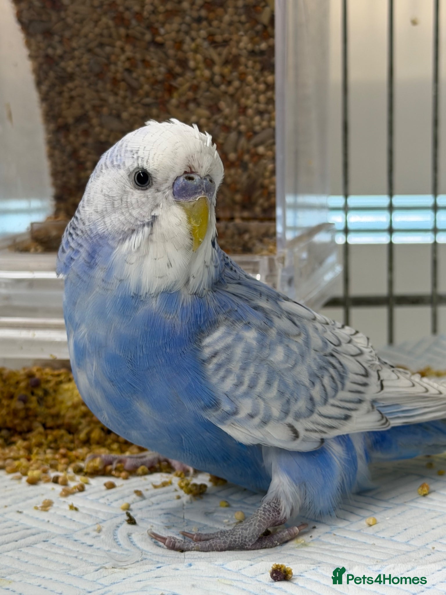 Budgerigars birds Male Budgie - please read description  - Advert 1
