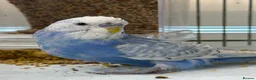 Budgerigars birds for sale: Male Budgie - please read description  in Chipping Norton - Advert 1