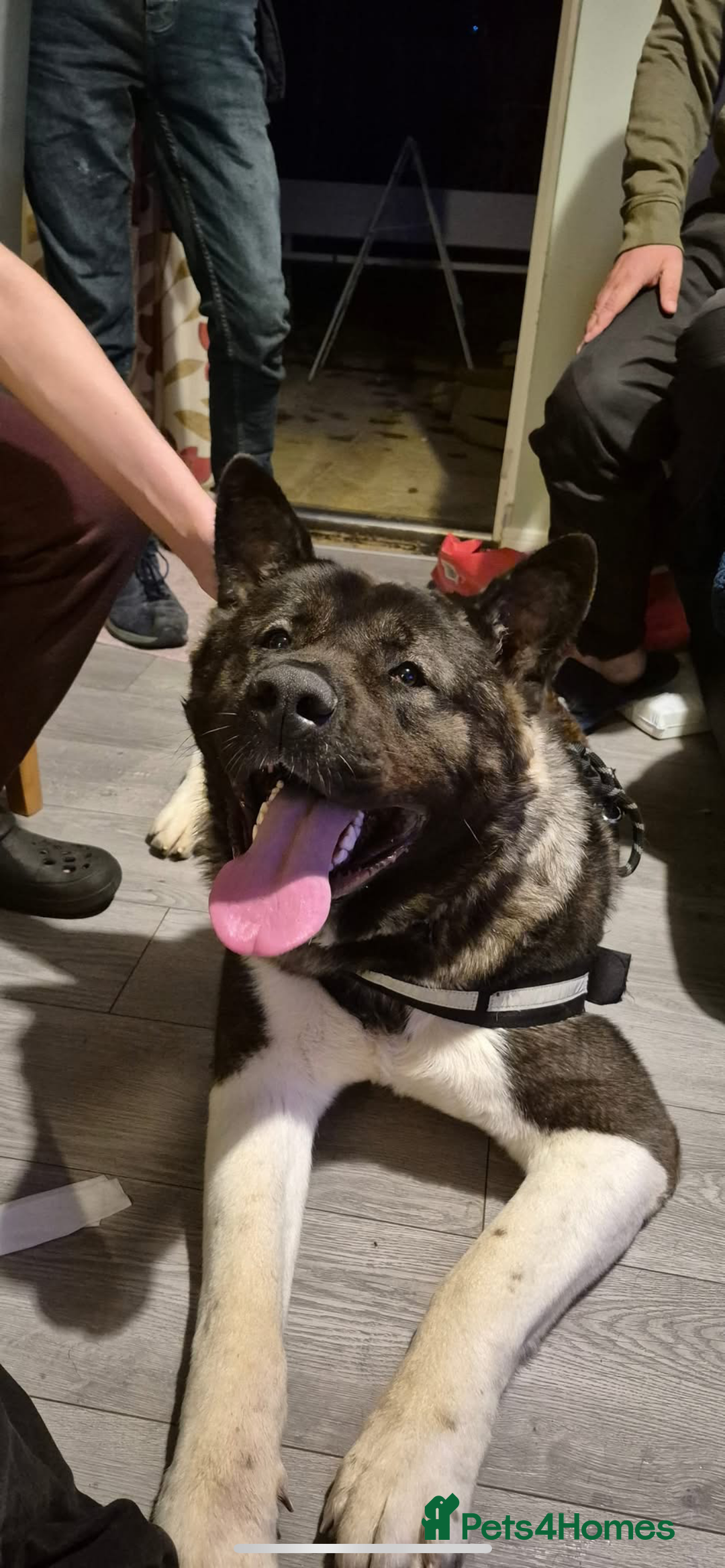 Akita dogs for sale: Bear American akita - Image 1