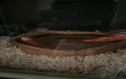 Corn Snake reptiles for sale: eight corn snakes hatchlings ready to be bought ! - Image 14