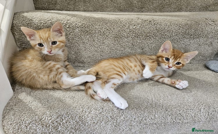 Mixed Breed cats - Advert 3