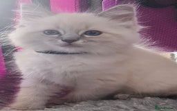 Ragdoll cats for sale: Ragdoll kitten Full Pedigree Beautiful Chunky Boys - Image 8
