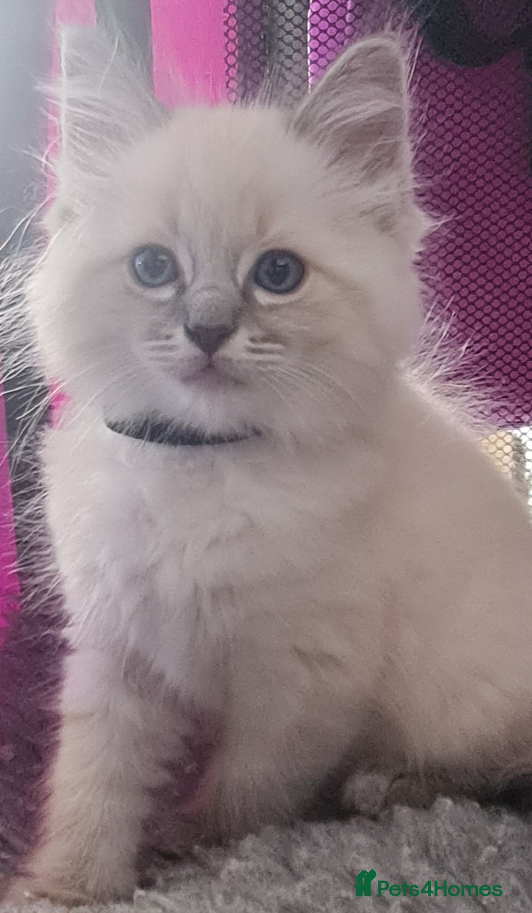 Ragdoll cats for sale: Ragdoll kitten Full Pedigree Beautiful Chunky Boys - Image 8