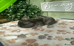 Mini Lop rabbits for sale: ❤️❤️Beautiful minilop bubbies for sale ❤️❤️ - Image 3