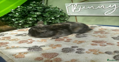 Mini Lop rabbits - Advert 16