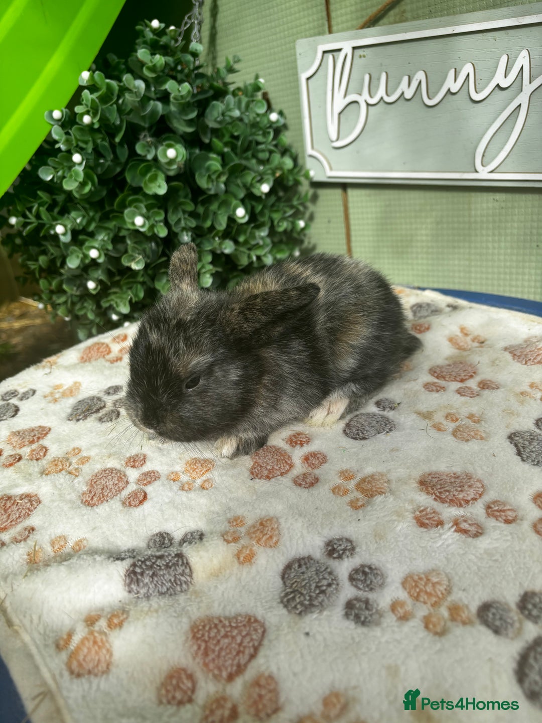 Mini Lop rabbits for sale: ❤️❤️Beautiful minilop bubbies for sale ❤️❤️ - Image 3