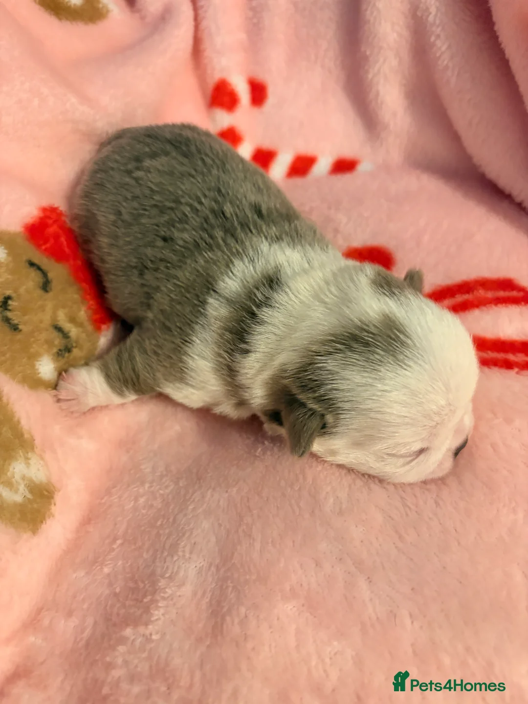 Jug dogs for sale: Amazing Jug Puppies - Advert 16