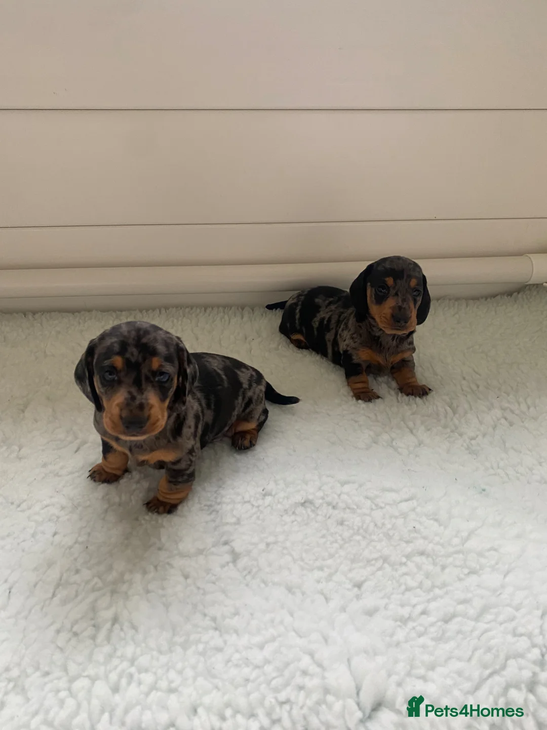 Miniature Dachshund dogs for sale: KC registered champion bloodlines beautiful pups - Advert 2
