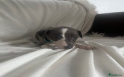 Whippet dogs for sale: kc registered Whippets  - Image 4