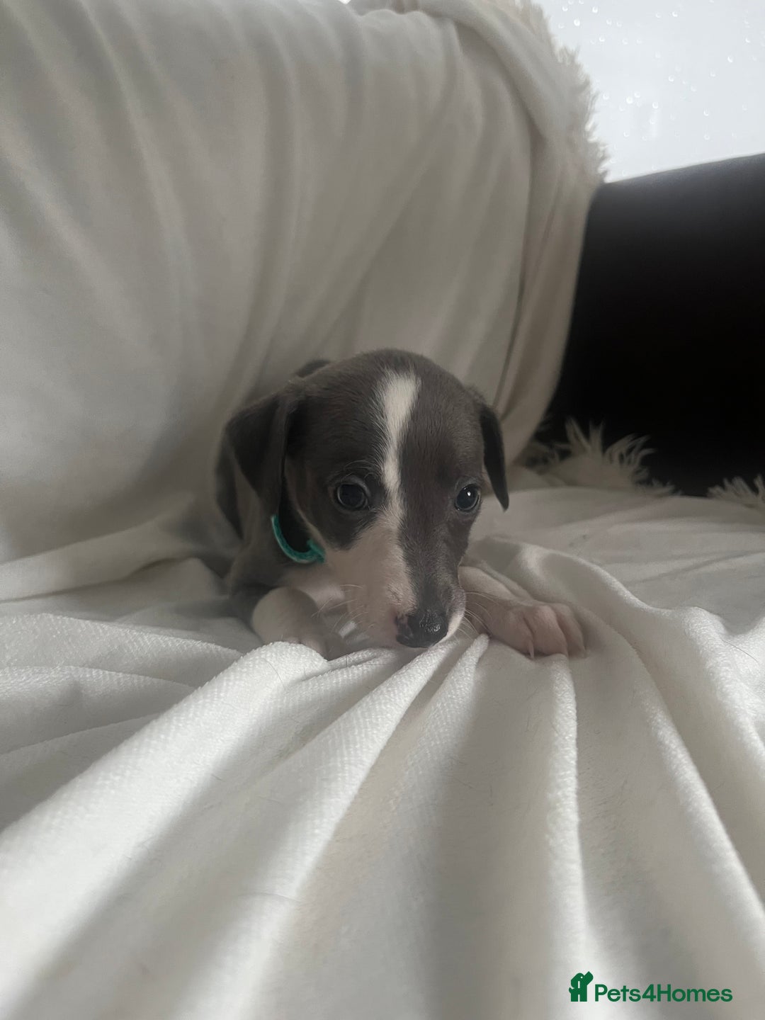 Whippet dogs for sale: kc registered Whippets  - Image 4