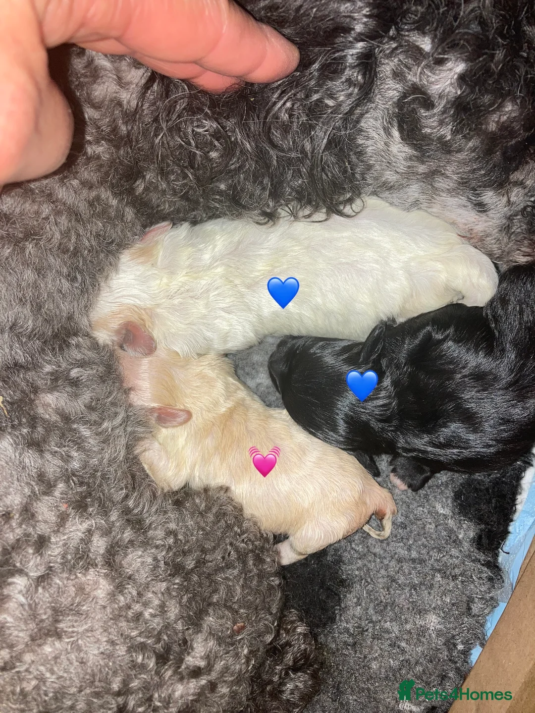 Maltese dogs for stud: Gorgeous Maltese At STUD in Coventry - Advert 10