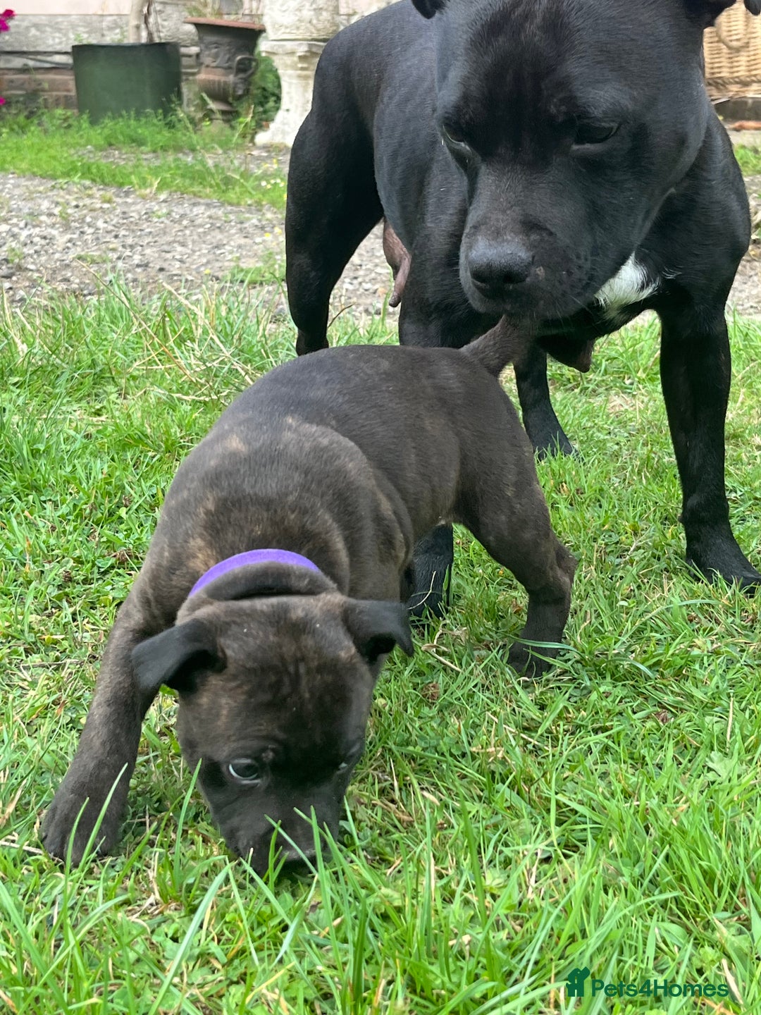 Staffordshire Bull Terrier dogs for sale: Beautiful kc reg.red brindle & white puppies - Image 10