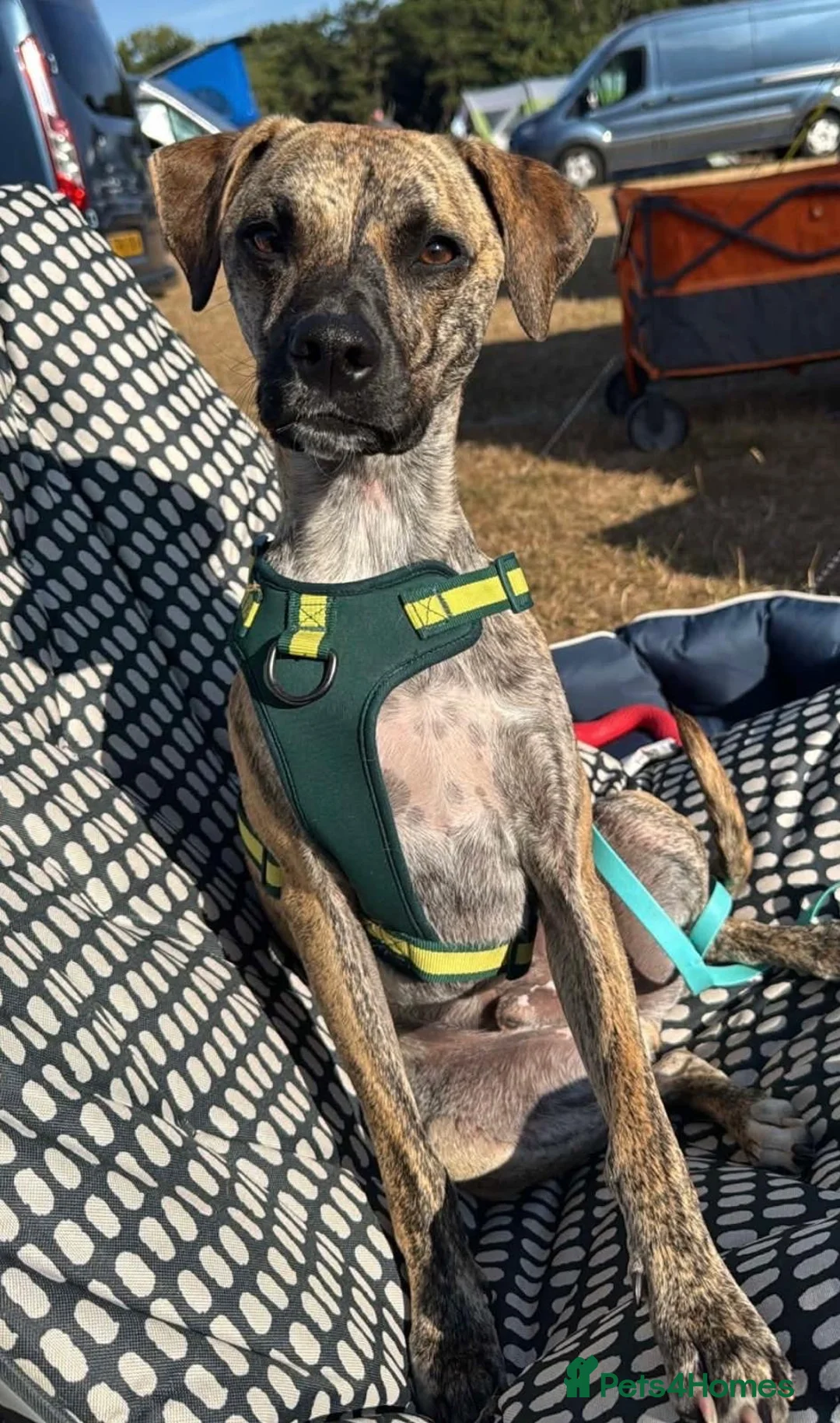 Mixed Breed dogs for sale: Bossgo - Advert 2