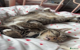Mixed Breed cats for sale: Snowy and pip🩵💕 - Image 6