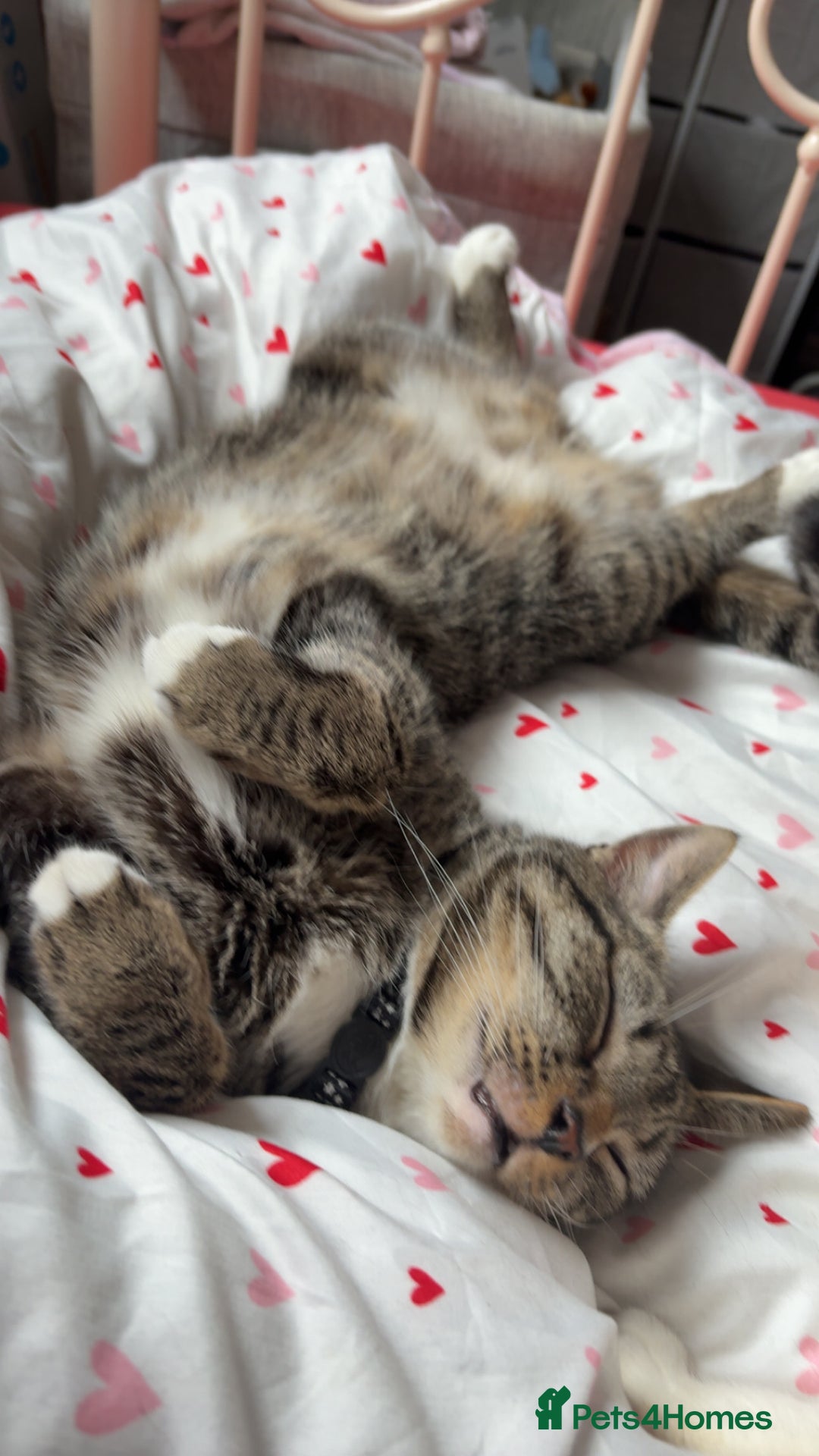 Mixed Breed cats for sale: Snowy and pip🩵💕 - Image 6