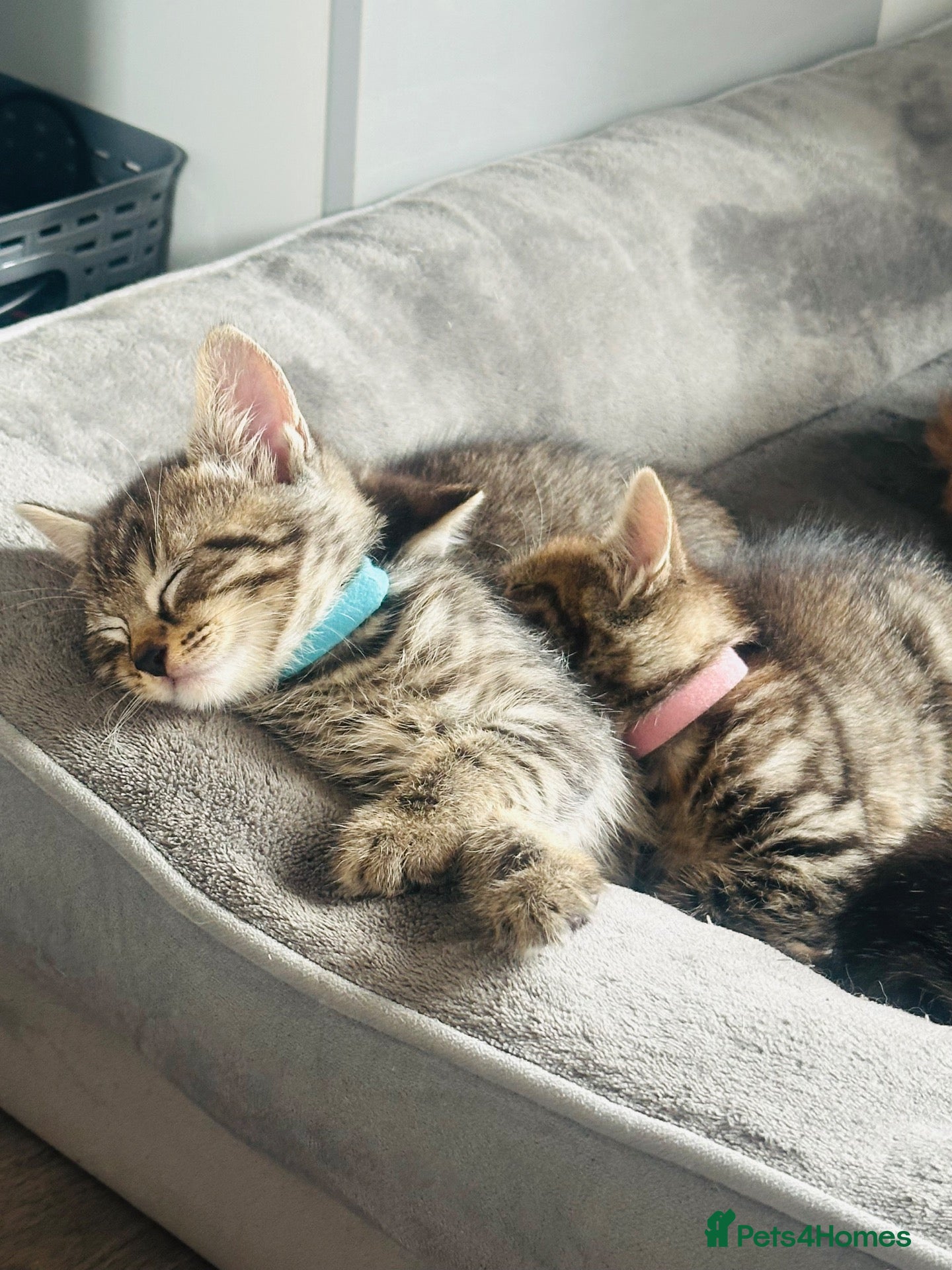 Siberian cats **1 KITTEN LEFT**Fluffy Siberian x tabby kittens  - Advert 13