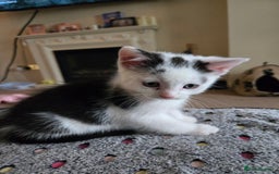 Mixed Breed cats for sale: Ragdoll X Kittens - Image 16