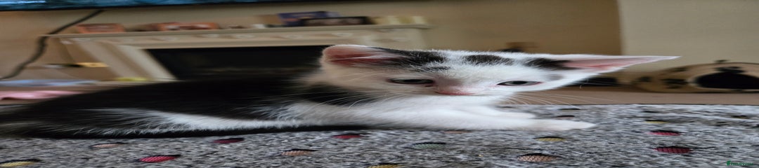 Mixed Breed Kitten 2