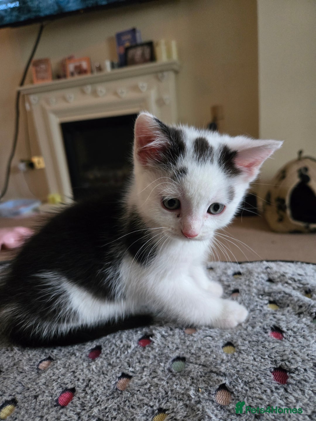 Mixed Breed cats for sale: Ragdoll X Kittens - Image 16