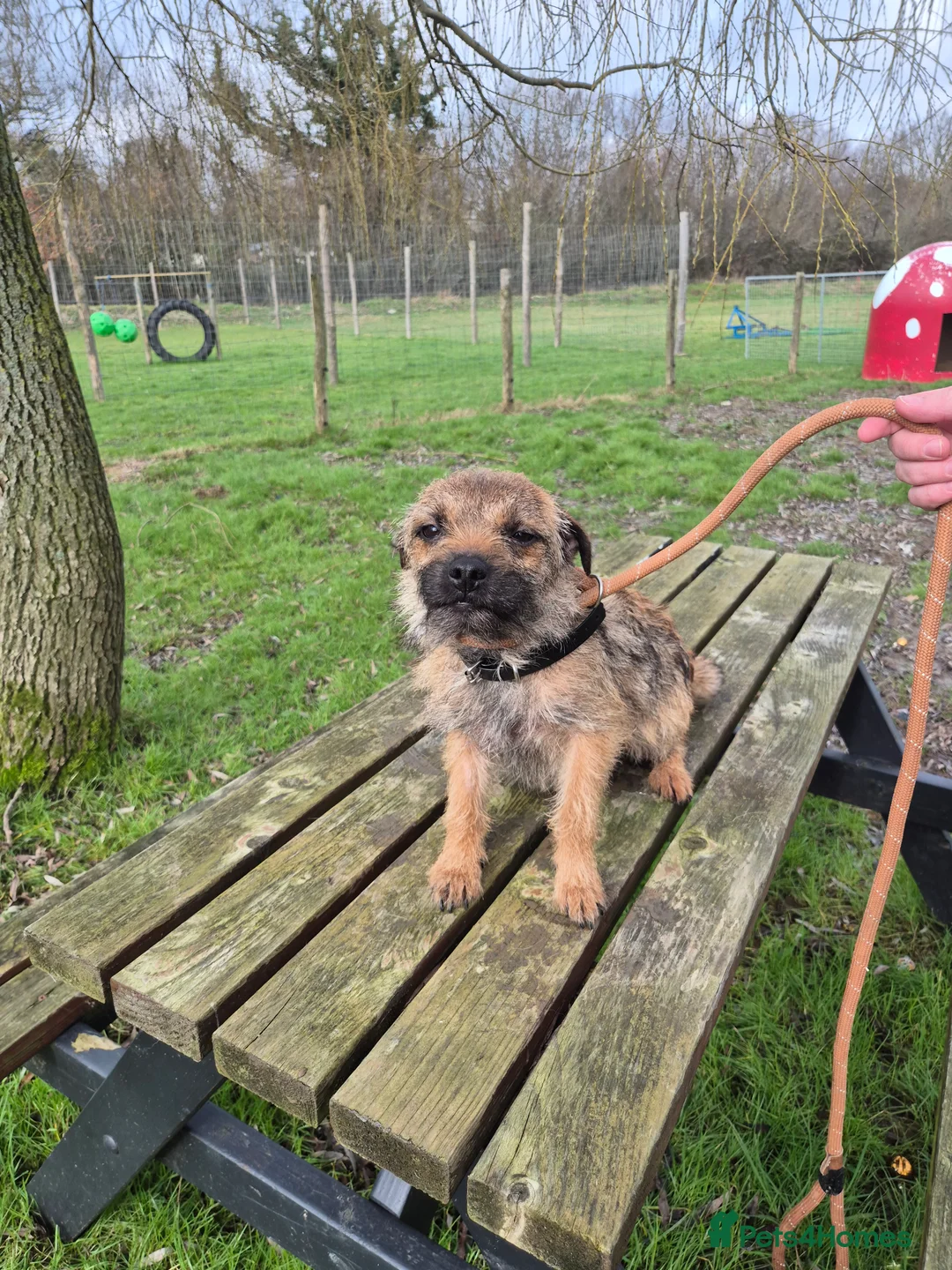 Border Terrier dogs for sale: Adult Border Terrier Female - Advert 6