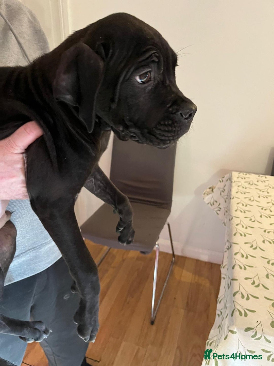Cane Corso dogs for sale: 4 chunky confident cane corsos males available  - Advert 8