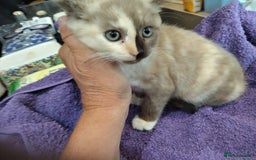 British Shorthair cats for sale: British short hair kittens  - Image 1