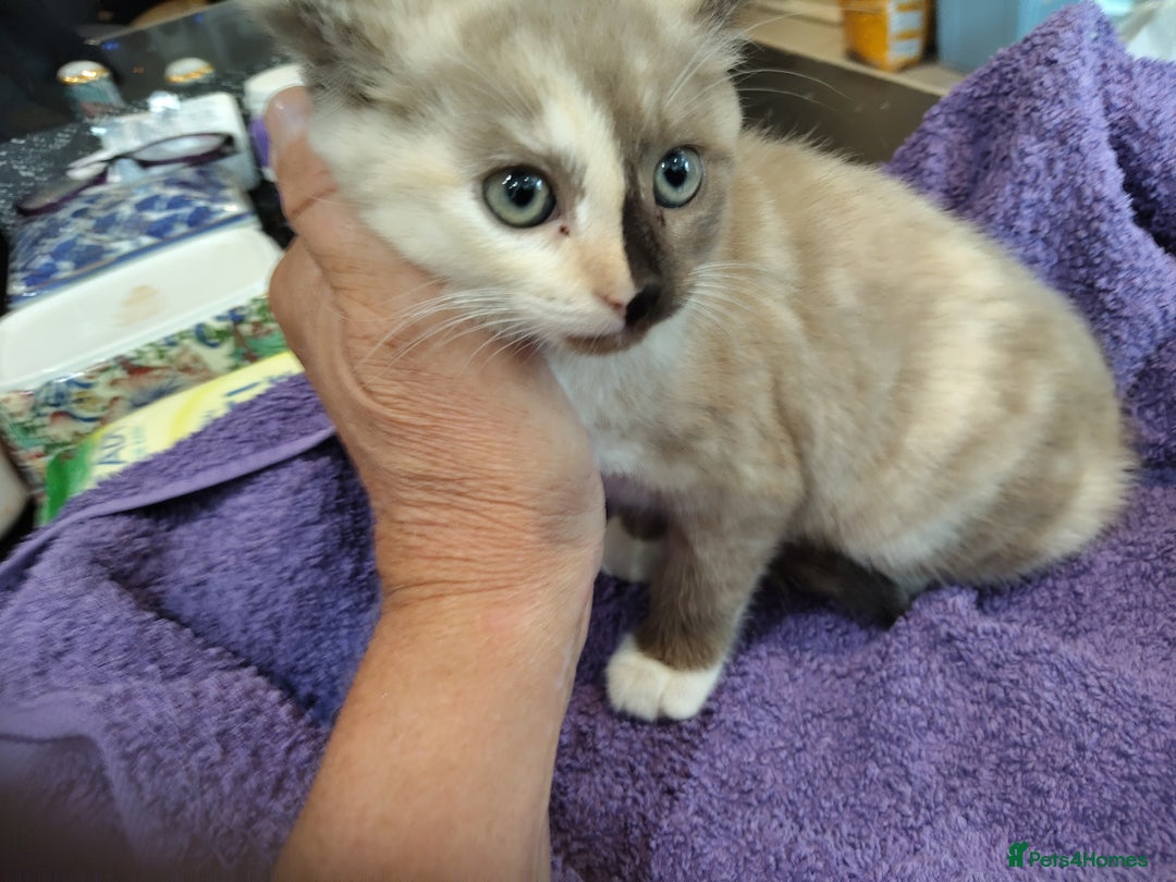 British Shorthair cats for sale: British short hair kittens  - Image 1