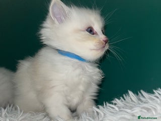 Ragdoll cats Beautiful pure ragdoll kittens - Advert 11