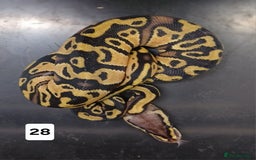Python Snake reptiles for sale: Hatchling Royal Python's  - Image 14