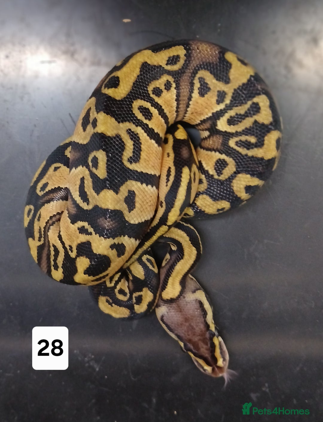 Python Snake reptiles for sale: Hatchling Royal Python's  - Image 14