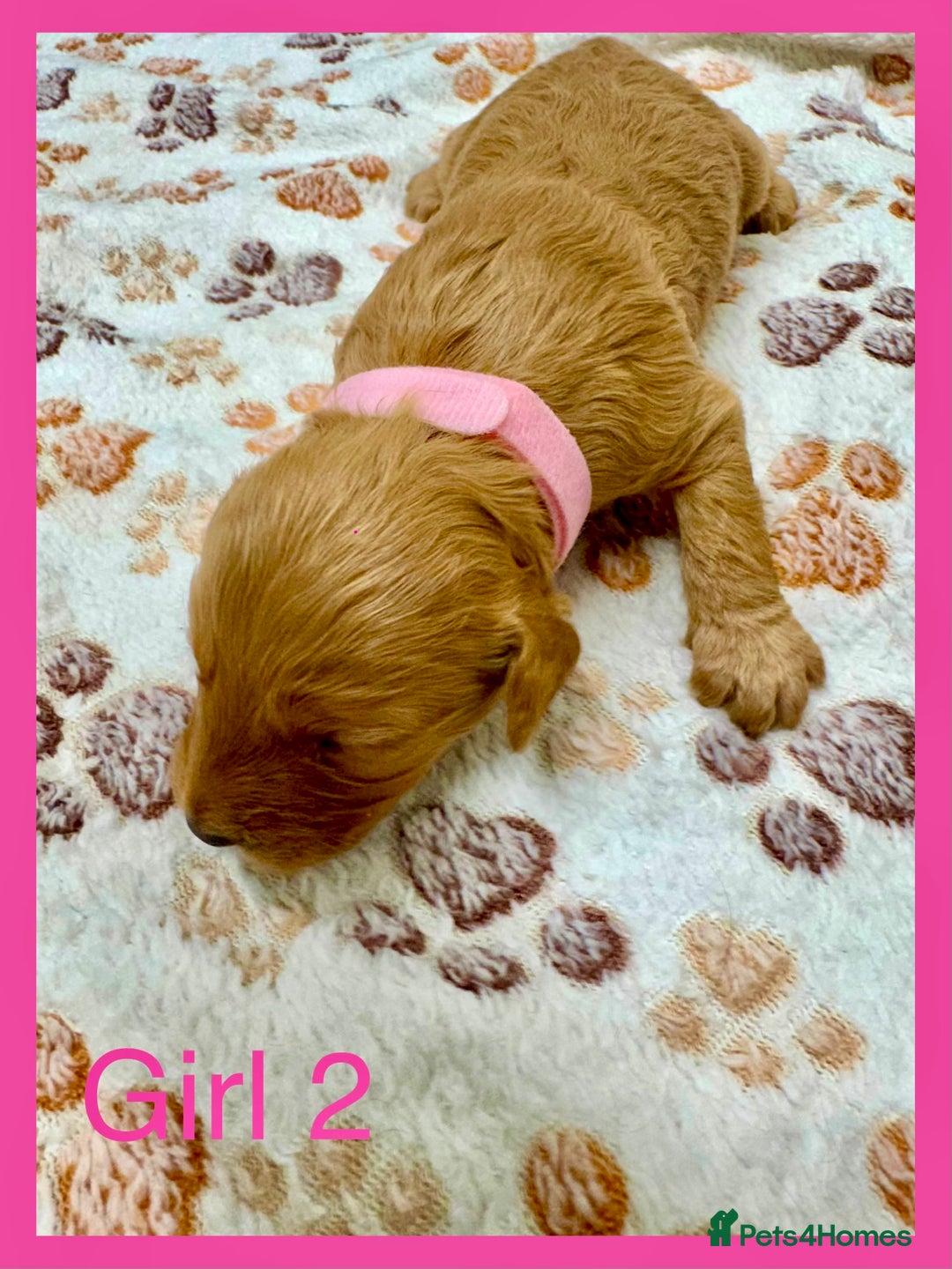 Cockapoo dogs for sale: Outstanding F1b Cockapoo Fully Health Tested  - Advert 10