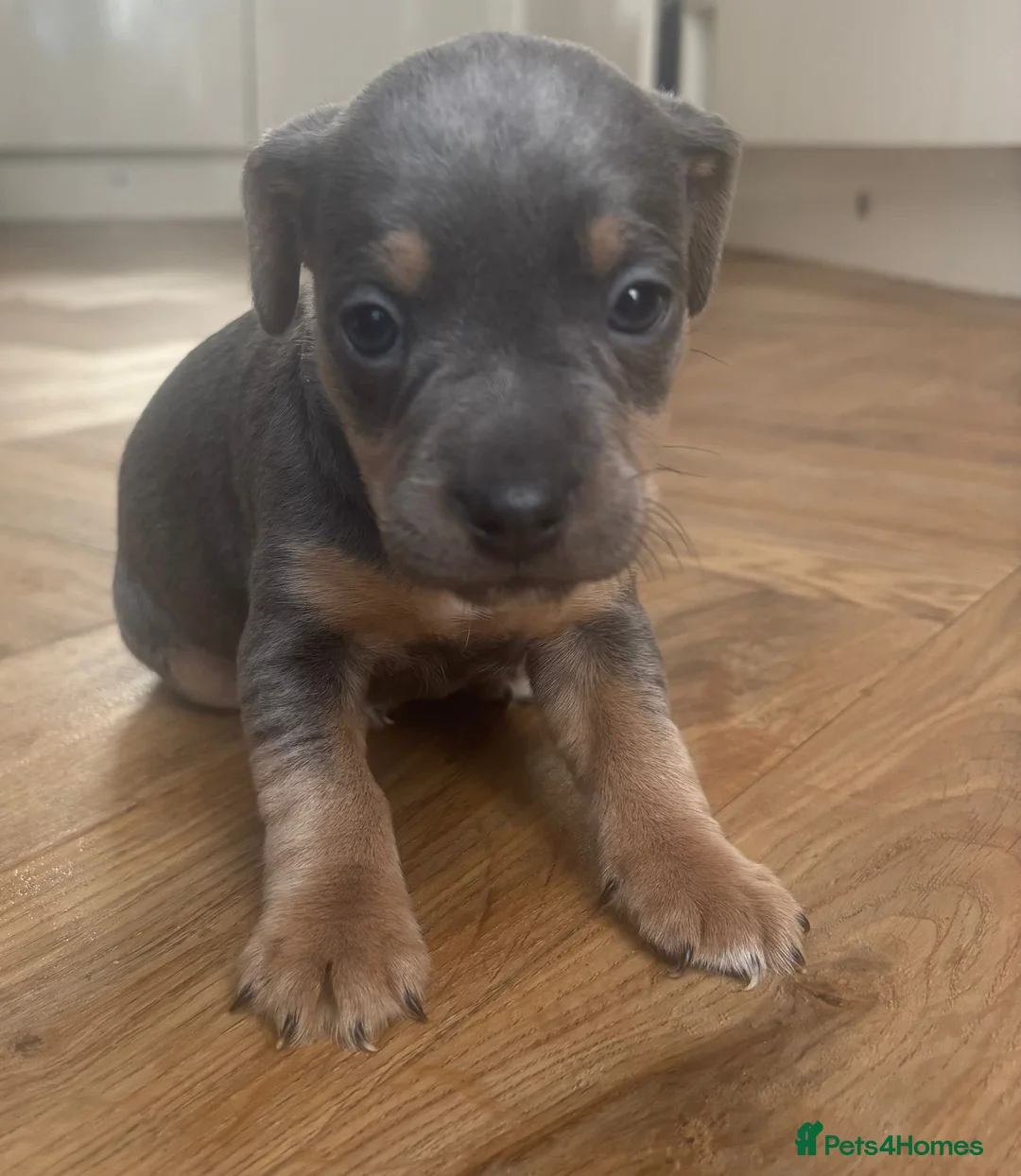 Jack Russell dogs for sale: 4 Beautiful Girl Jack Russell Puppies  - Advert 6