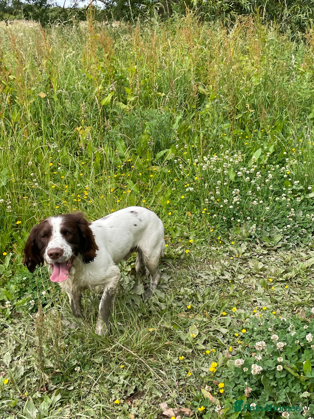English Springer Spaniel dogs for stud: English Springer Spaniel Stud – “PADDY’S GILL LAD - Advert 2