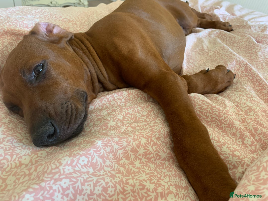 Rhodesian Ridgeback dogs for sale: Partially trained Rhodesian Ridgeback - Image 4