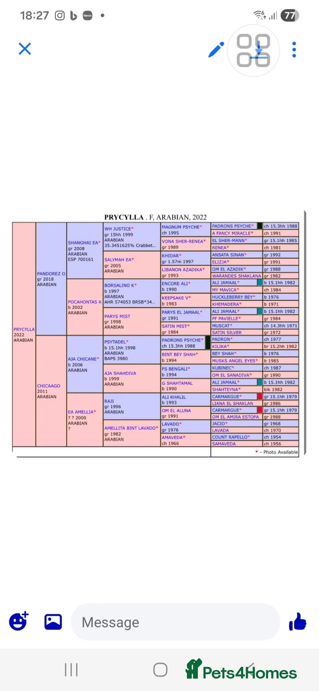 Arabian horse horses for sale: PRYCILLA - Advert 2